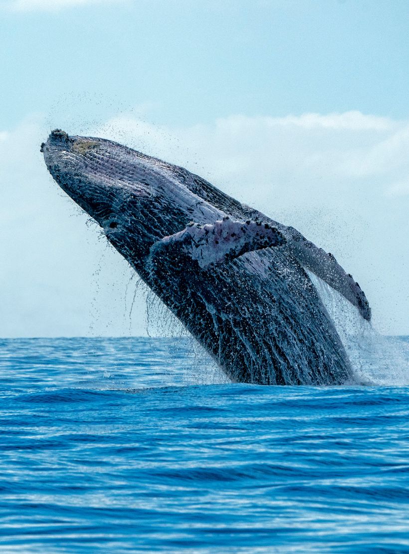 This image for Image Layouts addon