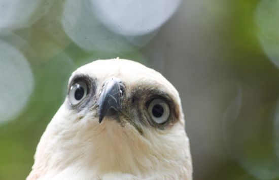 Wings of Hope : Conserving vital bird habitats to protect endangered species and promote biodiversity.